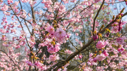 Fototapeta premium spring time cherry tree and blossoms