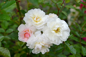 White rose flowers are multicolored (Rosa multiflora Thunb.). Close up