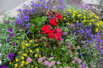 Fototapeta premium Different types of flowers blooming in a garden