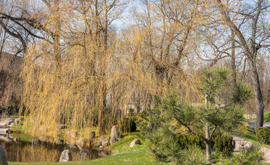 Fototapeta na wymiar pond view covered with tree branch curtain