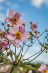Japanese anemone plant blooming seen against the sky