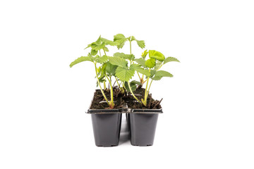 young strawberry plants in pots on white background