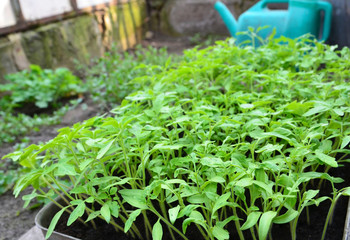 Growing tomatoes in the garden and greenhouse.
Young tomato plants.Spring gardening concept.
