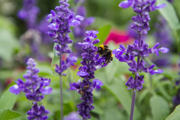 Obraz premium Sage (Salvia) plant blooming in a garden, with a bumble bee out of focus in the background