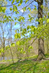 Branches with young leaves of grab common (Carpinus betulus L.). Spring wood