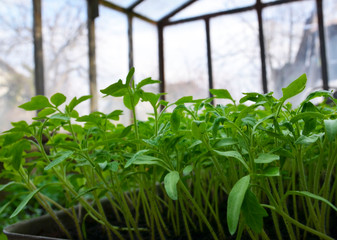 Growing tomatoes in the garden and greenhouse.
Young tomato plants.Spring gardening concept.
