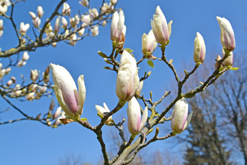 Magnolia Sulange flowers (Magnolia soulangeana). Closeup