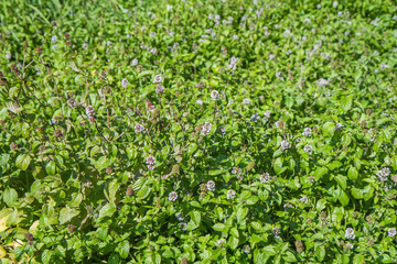 Blooming mint or mentha, outdoor, in the summer