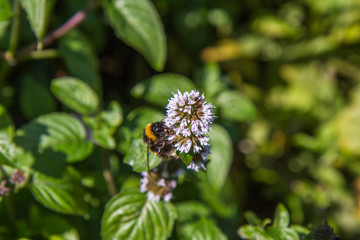 Bumblebee on a mint flower in bloom