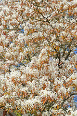 Flowers Irga Canadian (Amelanchier canadensis (L.) Medik.). Background