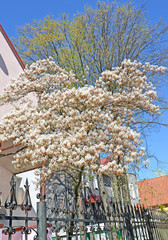 Tree flowering irge Canadian (Amelanchier canadensis (L.) Medik.). Spring