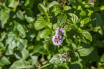 Blooming mint or mentha, outdoor, in the summer © teine
