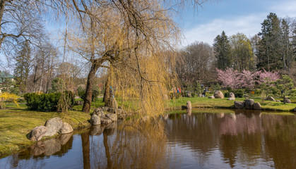 pond in the park spring time