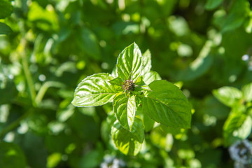 Obraz premium Mint or mentha, outdoor, in the summer