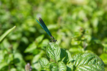 Blue dragonfly on a leaf in the summer