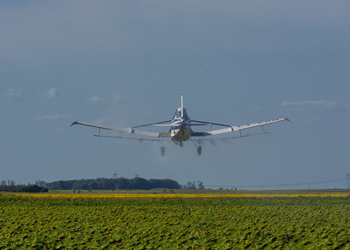 avi&oacute;n fumigando sobre campo de girasoles en una tarde de verano en Argentina