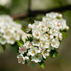 spring in Maastricht with a tree in full blossom