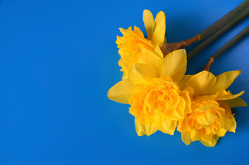 Yellow narcissus or daffodil flowers on a blue background with space for text.Spring concept.Selective focus. 