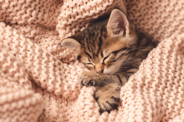 Cute little red kitten sleeps on fur white blanket