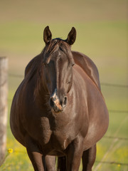 Pregnant Mare Horse Very Fat Quarter Horse Mare Dark brown with Snip Very about to give birth 