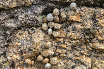 Many snails, a family attached to the stone. Texture background. 