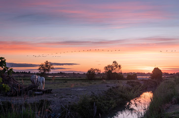 The sun is rising over the ponds of Camargue while flamingos and white horses are awaking