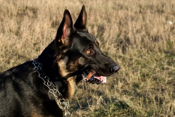 German shepherd with a stick in the mouth