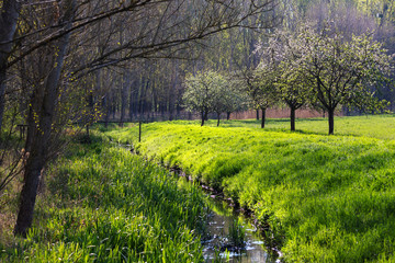 Spring landscape with an overgrown stream and flowering apple trees with beautiful light. Blue.