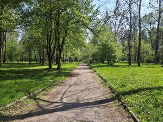 Fototapeta na wymiar Big alley in the park with green trees