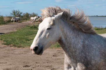 Obraz premium A herd of mare of white horses of Camargue are playing in the pond