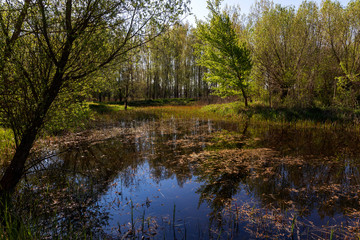 Landscape of spring, floodplain green forest with beautiful shadows and blue sky. A small island with trees in the middle of the water.