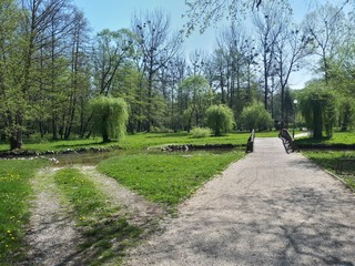 Fototapeta premium Sunny day in park with wooden bridge and various trees