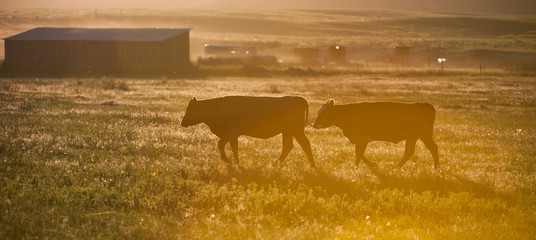 silhouette of cows in pasture on cattle ranch in rural Montana USA on small hobby farm at sunset horizontal format room for type  - obrazy, fototapety, plakaty