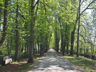 Big alley in the park with linden trees