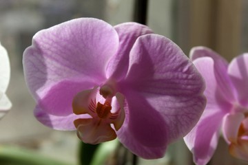 lilac orchid