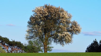 Kwitnące drzewo na polu © Maciek