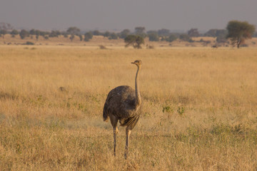 Naklejka premium Male ostrich walking around in the african steppe