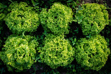 Grüner Batavia Salat von oben