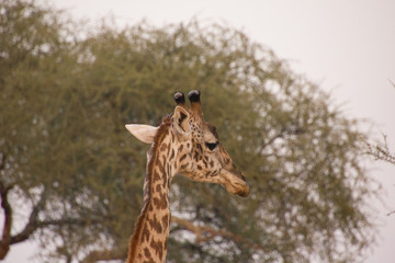 Close up of a giraffe with a baobab in the background
