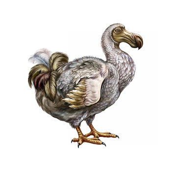 dodo bird (Raphus cucullatus)