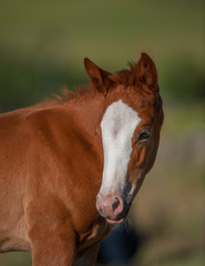 young chestnut foal baby horse with large wide blaze facial marking