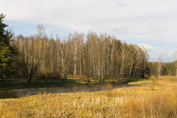 spring forest and river on a Sunny day
