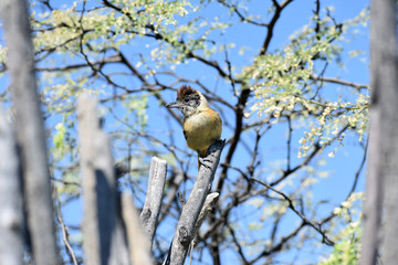 BATARÁ ACOLLARADO (Thamnophilus bernardi) en Tumbes, Peru.
