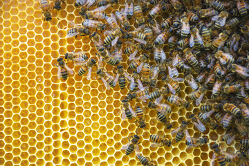 Close up of bees on honeycomb in beehive, selective focus