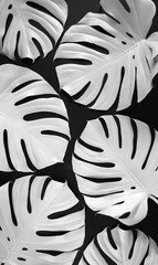 White painted monstera leaves on black background. Minimal pattern. © mykolastock