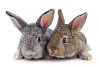 Two little rabbits.