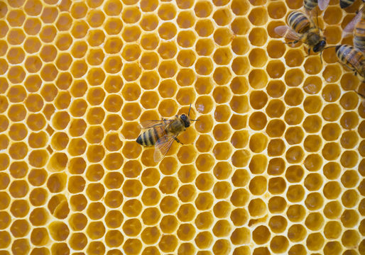 Close up of bees on honeycomb in beehive, selective focus