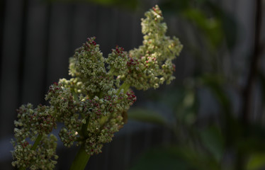 Rhabarberblüte