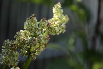 Rhabarberblüte