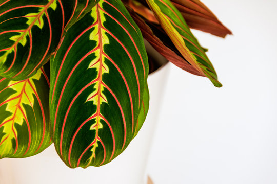 Close-up on the decorative, colorful leaves of a prayer plant (maranta leuconeura var. erythroneura) on white background.